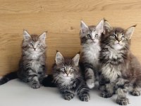 Değerini bilene XXL MAINE COON bebeklerim 