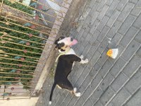 Bull terrier 2,5 yaşında dişi