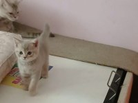 55 günlük yavru british shorthair kediler