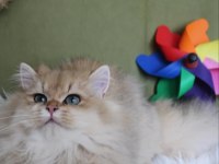British Longhair Black golden Shaded (BLH NY 11)