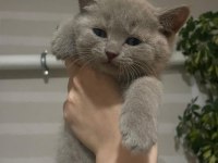 Blue point kan taşıyıcı yavrular british longhair