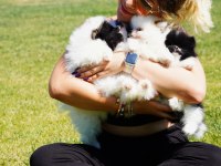 Pomeranian Çifliğinden Muhteşem Yavrular