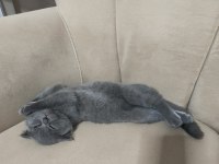 Mersin Scottish Fold