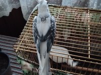7 aylık erkek sultan papağanı