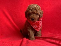 Safkan Toy Poodle Bebekler