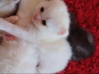 Rezerveye Açık British Shorthair Yavrular