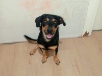 Rottweiler kırma ücretsiz