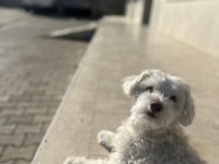 Bebeğimin alerjisi nedeni ile maltese