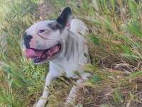 French Bulldog Köpeğimiz