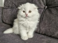 Scottish Fold Longhair Güzellik