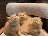 Exotic Shorthair - İran persian