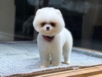 Pomeranian Boo Mini Erkek Köpeğimiz