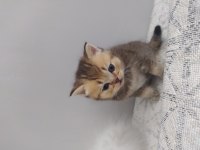 Tatlı ve sempatik british longhair