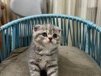 A Kalite Scottish Fold İstanbul