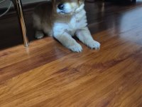 20 mart doğumlu golden retriever çiş eğitimi var