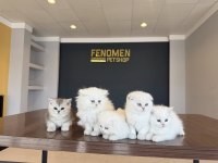 ORJİNAL IRK YAVRU KEDİLER MAGAZAMIZDA CANLI GÖRÜN ANK