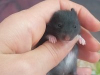 Hamster yavrular