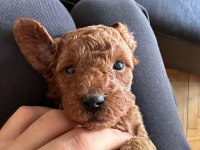 Red Brown Toy Poodle Yavrular
