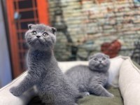 En Güzel Scottish Fold Bebekler @petclubadanaa
