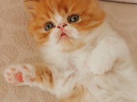45 günlük safkan exotic shorthair