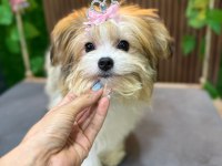 Güler Yüzlü Show Kalite Morkie Yavrumuz