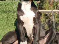 Great Dane ( Danua )