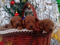 Orjinal safkan toy poodle yavrular