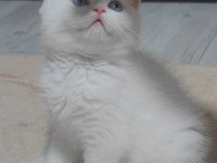 British shorthair beyaz