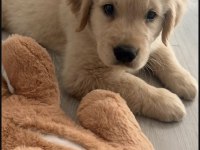 Golden Retriever Köpeğimiz