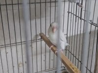 Genç ve bakıcı Forpus papağanı takımlar