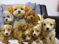 Maltipoo yavrular