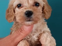 Dişi ve erkek maltipoo köpekler