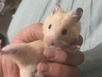 Acil Hamster İlan Çok Ucuza Vereceğim