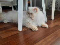 İran exotic longhair bebekler