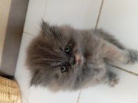 British Longhair Lilak Anne Scottish Baba Çikolata