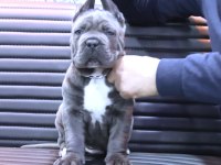 Fcı-Kıf Şecereli Safkan Cane Corso Yavrular