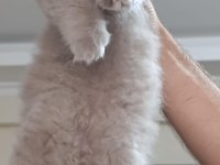 Küçük british longhair kedilerim