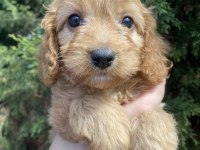 Cavapoo Bebekler