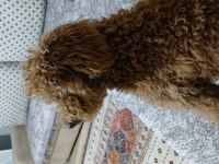 Bazı nedenlerden dolayı köpeğimi vermek zorundayım