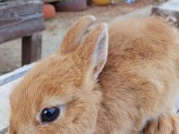 Netherland dwarf cüce tavşan