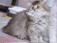 British Longhair Golden Ny25 Disi