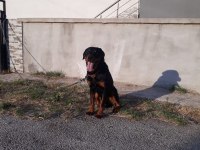 PASAPORTU olan AŞILARININ hepsi tamamlanmış erkek rottweiler