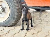 Kalitenin tek adresi A+ kalite malinois yavrular