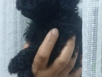 Siyah inci poodle oğlumuz yeni yuvasını arıyor