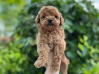 Güzel poodle bebekler