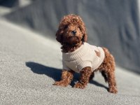RED BROWN POODLE YAVRULAR