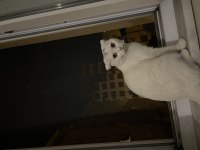 1 yaşında dişi Scottish fold