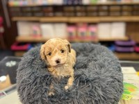 Orj. Babyface Maltipoo Bebeklerimiz