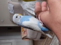 Dişi muhabbet kuşu 2 3 aylık