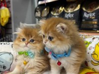 Nadi̇r Bulunan Kali̇te A British Longhair